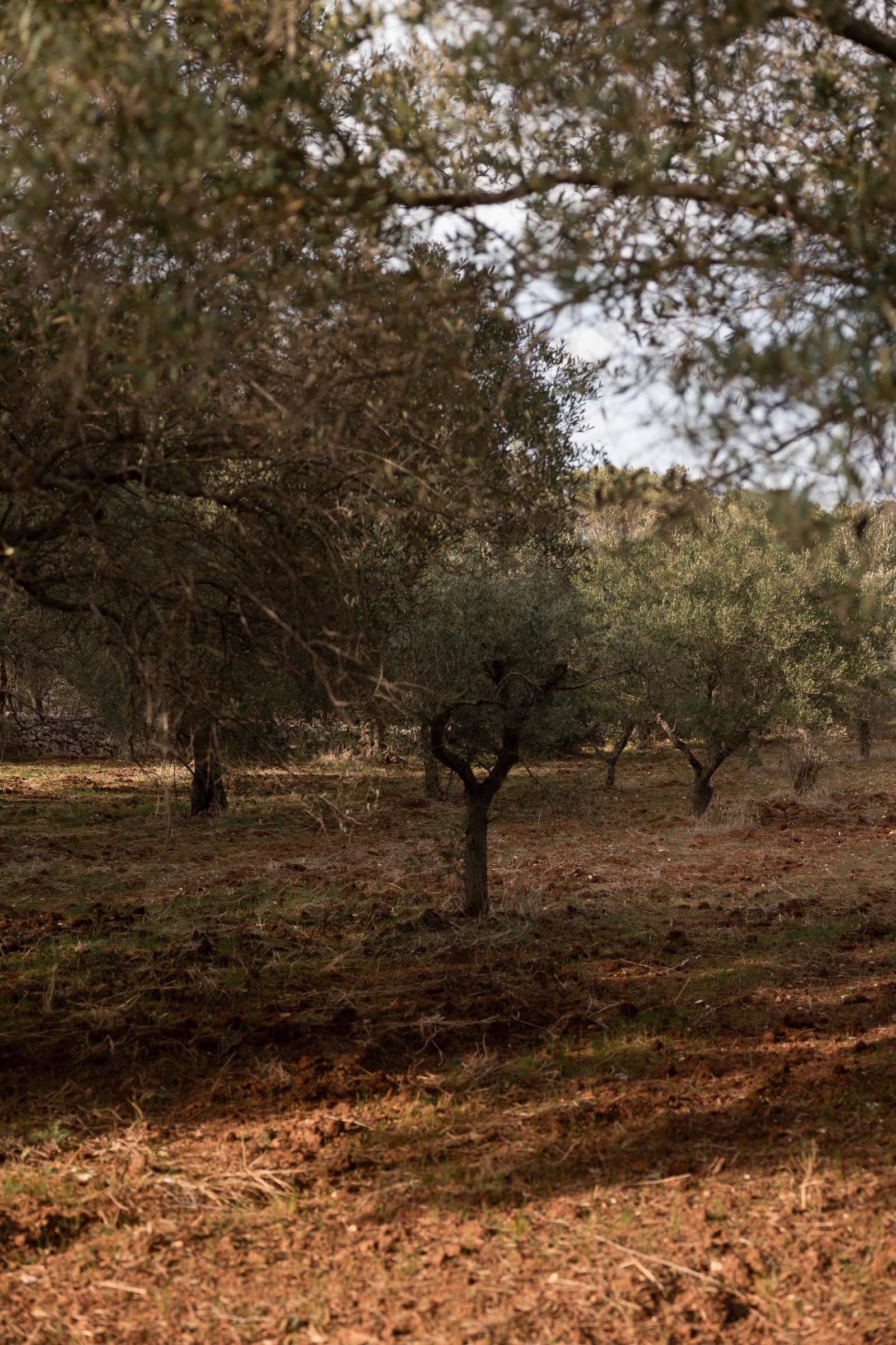 Design masseria in Puglia photo 46