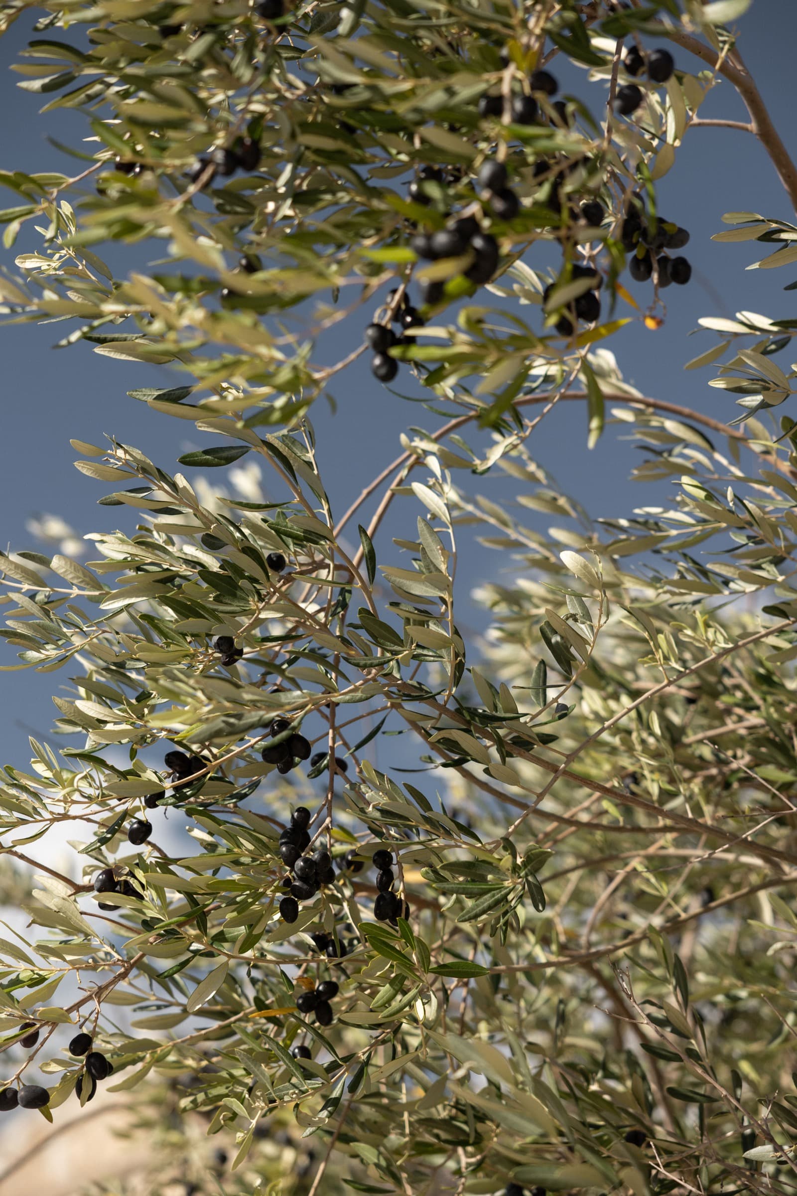 Design masseria in Puglia photo 47