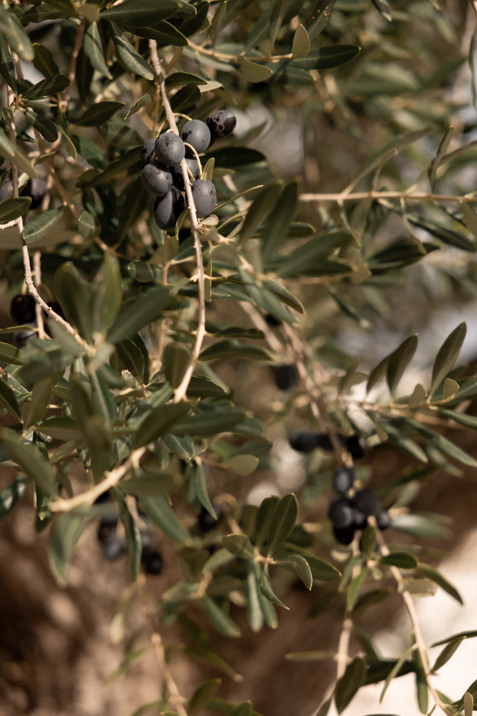 Design masseria in Puglia photo 48